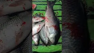 Big Rohu Fish 🐟 🔥in Market #shorts #fish #food #fishing