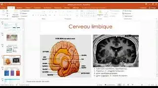 &Eacute;pilepsies auto-immunes: concept et actualit&eacute;s - ILAE East Mediterranean & Africa 9 ao&ucirc;t webinaire