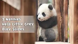 3 Nannies Together Teach Panda Little Grey Play Slides | iPanda