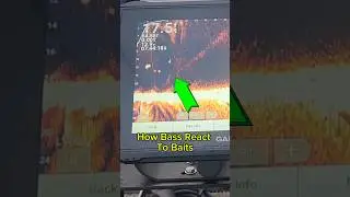 What BASS look like on LIVESCOPE #fishingtipsandtricks #bassfishing #livescope