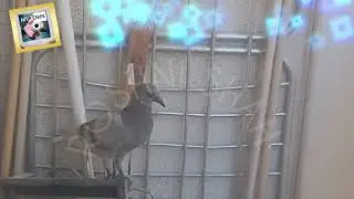 2ND CHILD OF PIGION AT MY BALCONY GROWN M RUNAWAY