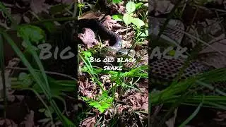 Almost stepped on snake