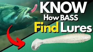 Bass Behavior That Changes Lure Selection (I Wish I Knew This Sooner)