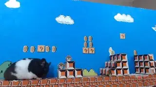 Super Mario Hamster Brothers Level 1-1
