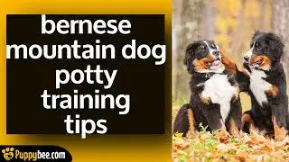Bernese Mountain Dog Potty Training Tips
