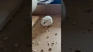 Winterberry Enjoys a Crispy Mealworm | Cute Hamster Eating ASMR 🐛 #hamster #eating #asmr #pets #food