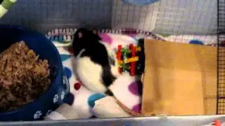 Fleece in my Rats' Cage