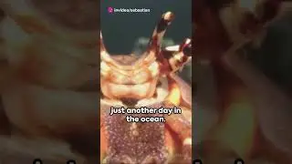 MYTHICAL NATURE WORLD Mantis Shrimp  An Ocean's Hidden Superhero