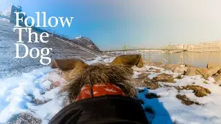 POV walking my dog For Background &ndash; Bumblebee &ndash; along the Danube in Budapest on a chill Sunday