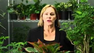 How to Protect Tropical Plants in Winter : Gardening & Plant Care