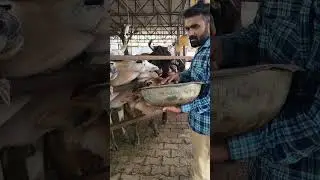 cow seva#minivlog #mydailyroutine #vrindavan #peaceofvrindavan #bankebihari #minivlog #vlog #love