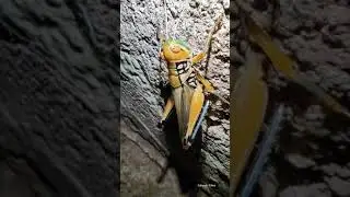 Indian Grasshopper | Grasshopper At Night