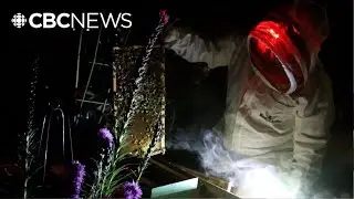 Regina family's urban bee farm is making more than just honey