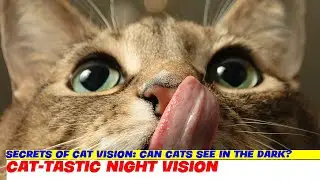 Secrets of Cat Vision: Can Cats See in the Dark?