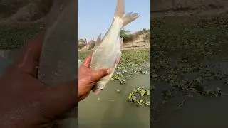 🐠Most Amazing Fish &ndash; This Fish Turned Out to Be Very Clever! #viral #viralvideo #shorts #video #sea
