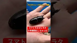 【スマトラオオヒラタ】早期羽化したメスを割り出します！#クワガタ #飼育 #スマトラオオヒラタ