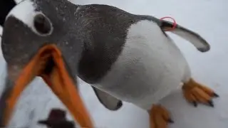 ペンギンパレード★イタズラパワーアップ！-Gentoo penguin-