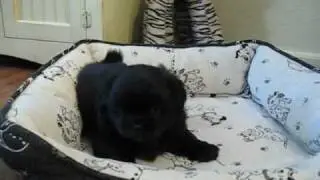 Six week old Tibetan spaniel puppies