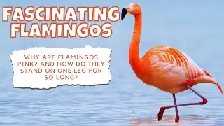 Flamingos: Masters of Adaptation in Extreme Habitats