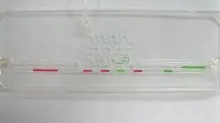A microfluidic device. separation,sorting,mixing