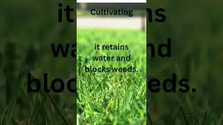 Simple Landscape Tip Most Homeowners Miss