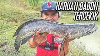 | Haruan Tercekik Spinnerbait | Ep. 45 | Casting Haruan Saiz Idaman @ Gabus |