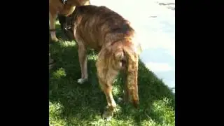Bronx before wanding showing instability