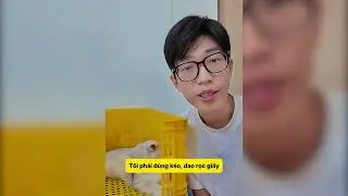Hộp Nhựa Biến Th&agrave;nh C&ocirc;ng Vi&ecirc;n Mini! #notapetvn #c&aacute;tvệsinhm&egrave;o #pets #funnycats #cat #pet #cute