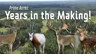 Охота на белохвостых и экзотических животных в Prime Acres: годы подготовки