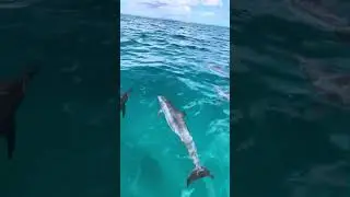 Spinner dolphins/ Babale - spotted Natokalau Village, Ovalau.