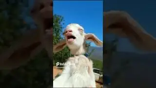 bakri ko kya ho gaya😱 #bhavyankimasti #funny #thegeetagurjar #animals #bakra #prank #food #comedy