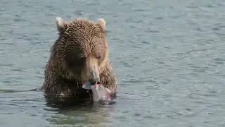Improving Fish Passage in Tyonek, Alaska