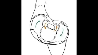TTP 154: Sacroiliac Joints: The Next Level (with Til Luchau & Whitney Lowe) Listener Favorite!