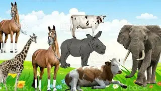 Wild Animals Sound - Cow, cat, dog,  fox, chicken, - Animal Sound