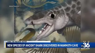 New species of ancient shark discovered in Mammoth Cave