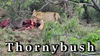 Tornybush Kwambili lodge Zuid Afrika