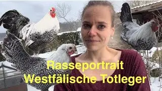 🐓🐔🐥 Westfälische Totleger Rasseportrait | Hühner | Hühnerhaltung | Rassegeflügel | Geflügelrasse