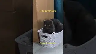 #cat #cricket #кот #красиваякошка #мишелька #котик #милота #печалька
