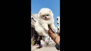 Toy Pom Puppy || Toy Pom Available in Ranchi || 7903135882 #toypomeranian #toy #pomeranian