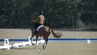 Clark Montgomery & Caribbean Soul  Intermediate   A  2018  Dressage