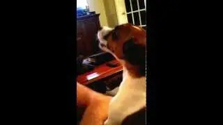 What my puppy Wilson does when he hears a cell phone ringing