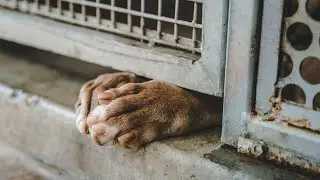 Suspect identified who broke into Kentucky animal shelter, released over a dozen dogs