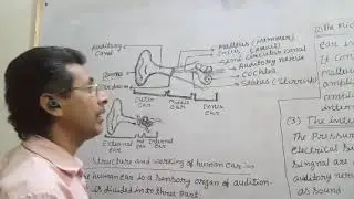 Lec/4, Structure/function/working/of human ear from chapter 12 sound ,science class 9 CBSE/ NCERT