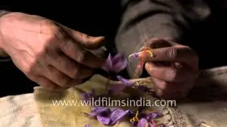 Removing stamens from Saffron crocus flowers, to extract the spice