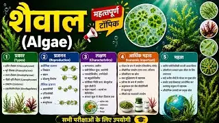Algae in Hindi | शैवाल का वर्गीकरण और आर्थिक महत्व |शैवाल (Algae) क्या है? | @GyanYugwithchandramaam