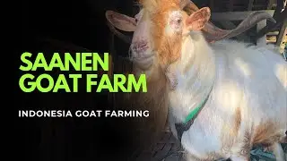 Saanen goat farm in Indonesia