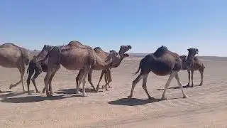 Sahara merzoga 