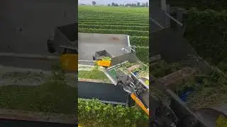 Harvesting and sorting Sauvignon Blanc at the same time! @awg_grape_sorters