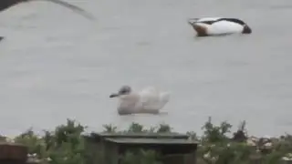 Iceland Gull (possible Kumlien&rsquo;s)