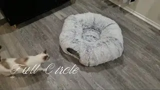 Auoon Soft Plush Cat Donut Tunnel